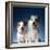 Two dogs sticking out their tongues-Christopher C Collins-Framed Photographic Print