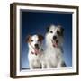 Two dogs sticking out their tongues-Christopher C Collins-Framed Photographic Print