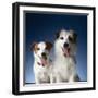 Two dogs sticking out their tongues-Christopher C Collins-Framed Photographic Print