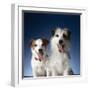 Two dogs sticking out their tongues-Christopher C Collins-Framed Photographic Print