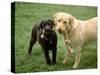 Two Dogs with Rope in Mouth-Bruce Ando-Stretched Canvas