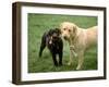 Two Dogs with Rope in Mouth-Bruce Ando-Framed Photographic Print