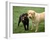 Two Dogs with Rope in Mouth-Bruce Ando-Framed Photographic Print