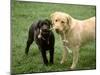 Two Dogs with Rope in Mouth-Bruce Ando-Mounted Photographic Print