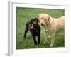 Two Dogs with Rope in Mouth-Bruce Ando-Framed Photographic Print