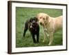 Two Dogs with Rope in Mouth-Bruce Ando-Framed Photographic Print