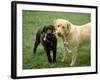 Two Dogs with Rope in Mouth-Bruce Ando-Framed Photographic Print