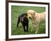 Two Dogs with Rope in Mouth-Bruce Ando-Framed Photographic Print