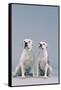Two Dogs-DLILLC-Framed Stretched Canvas