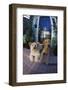 Two Dogs-DLILLC-Framed Photographic Print