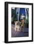 Two Dogs-DLILLC-Framed Photographic Print