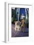 Two Dogs-DLILLC-Framed Photographic Print