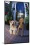 Two Dogs-DLILLC-Mounted Photographic Print