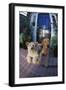 Two Dogs-DLILLC-Framed Photographic Print