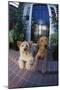 Two Dogs-DLILLC-Mounted Photographic Print