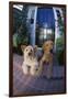 Two Dogs-DLILLC-Framed Photographic Print