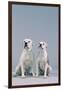 Two Dogs-DLILLC-Framed Photographic Print