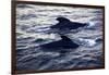 Two Dolphins Swimming in Sea, Acadia National Park, Maine, USA-Stefano Amantini-Framed Photographic Print