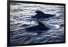 Two Dolphins Swimming in Sea, Acadia National Park, Maine, USA-Stefano Amantini-Framed Photographic Print