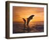 Two Dolphins-Hubert & Klein-Framed Art Print