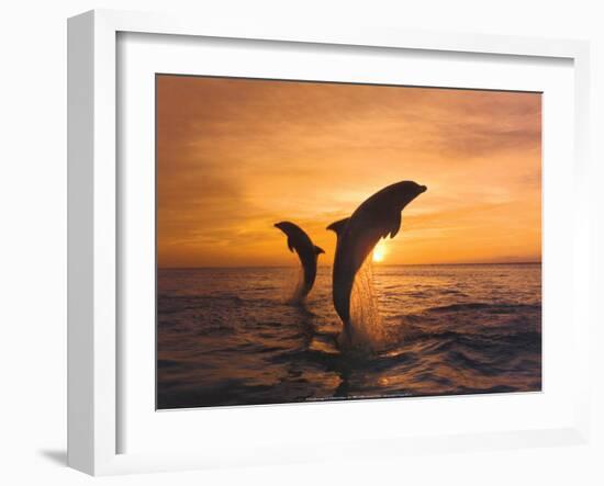 Two Dolphins-Hubert & Klein-Framed Art Print