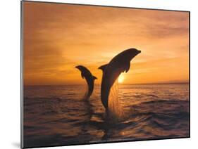 Two Dolphins-Hubert & Klein-Mounted Art Print