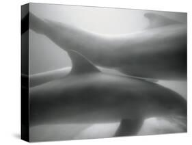 Two Dolphins-Henry Horenstein-Stretched Canvas