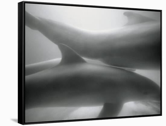 Two Dolphins-Henry Horenstein-Framed Stretched Canvas