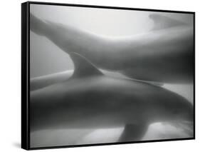 Two Dolphins-Henry Horenstein-Framed Stretched Canvas