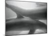 Two Dolphins-Henry Horenstein-Mounted Photographic Print