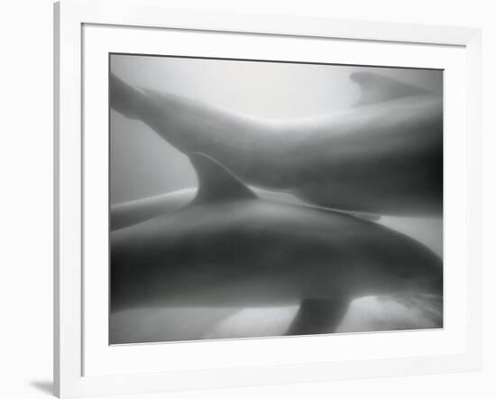 Two Dolphins-Henry Horenstein-Framed Photographic Print