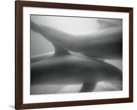 Two Dolphins-Henry Horenstein-Framed Photographic Print