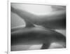 Two Dolphins-Henry Horenstein-Framed Photographic Print