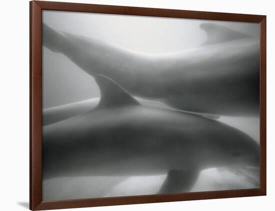 Two Dolphins-Henry Horenstein-Framed Photographic Print