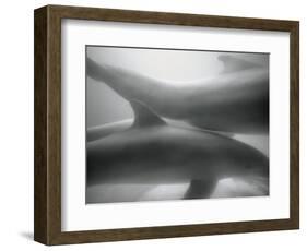 Two Dolphins-Henry Horenstein-Framed Photographic Print