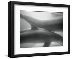 Two Dolphins-Henry Horenstein-Framed Photographic Print