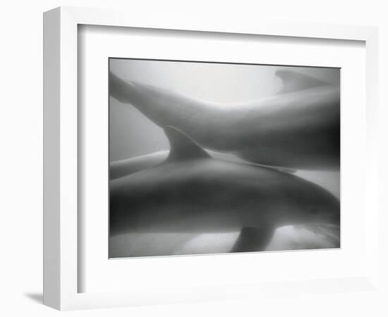 Two Dolphins-Henry Horenstein-Framed Photographic Print