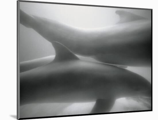 Two Dolphins-Henry Horenstein-Mounted Photographic Print