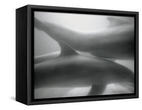 Two Dolphins-Henry Horenstein-Framed Stretched Canvas