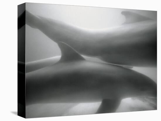 Two Dolphins-Henry Horenstein-Stretched Canvas