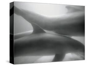Two Dolphins-Henry Horenstein-Stretched Canvas