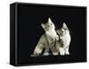 Two Domestic Cat Kittens Looking Up, UK-Jane Burton-Framed Stretched Canvas