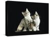 Two Domestic Cat Kittens Looking Up, UK-Jane Burton-Stretched Canvas