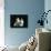 Two Domestic Cat Kittens Looking Up, UK-Jane Burton-Photographic Print displayed on a wall