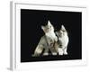 Two Domestic Cat Kittens Looking Up, UK-Jane Burton-Framed Photographic Print