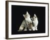 Two Domestic Cat Kittens Looking Up, UK-Jane Burton-Framed Photographic Print