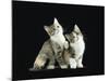 Two Domestic Cat Kittens Looking Up, UK-Jane Burton-Mounted Photographic Print