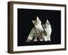 Two Domestic Cat Kittens Looking Up, UK-Jane Burton-Framed Photographic Print