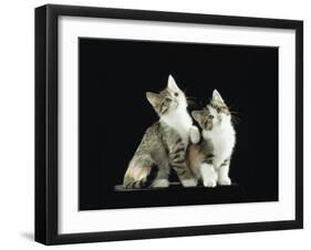 Two Domestic Cat Kittens Looking Up, UK-Jane Burton-Framed Photographic Print