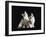 Two Domestic Cat Kittens Looking Up, UK-Jane Burton-Framed Photographic Print